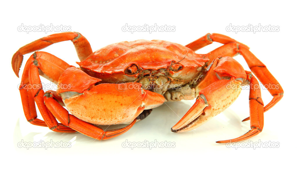 Boiled crab isolated on white