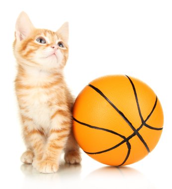 Sevimli küçük kırmızı kedi yavrusu ve basketbol topu beyazın üzerinde izole edilmiş.