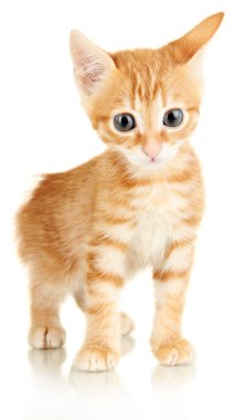 Sevimli küçük kırmızı kedi yavrusu beyazda soyutlanmış.