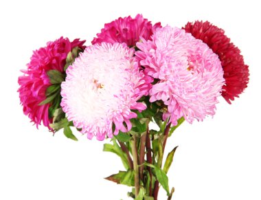 parlak aster çiçekler, üzerinde beyaz izole