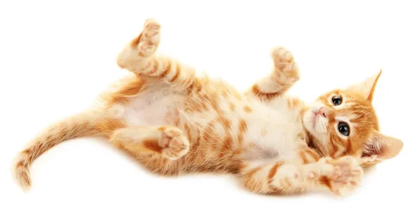 Carino piccolo gattino rosso isolato su bianco — Foto Stock