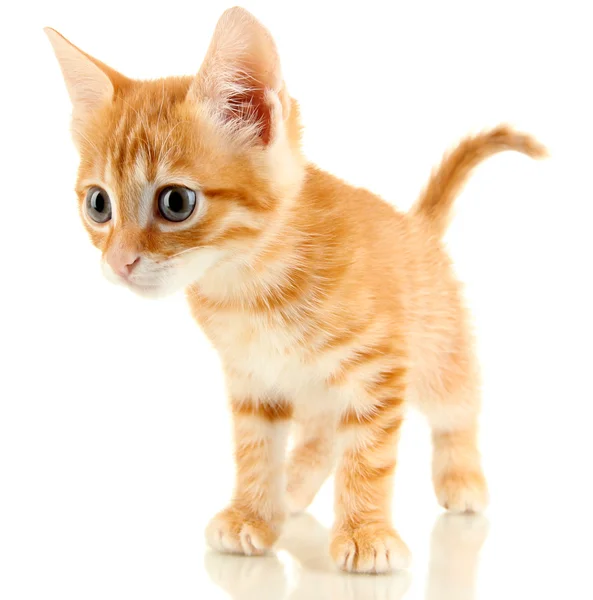 Sevimli küçük kırmızı kedi yavrusu beyazda soyutlanmış. — Stok fotoğraf