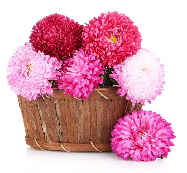 Bright aster flowers in basket, isolated on white — Stock Photo, Image