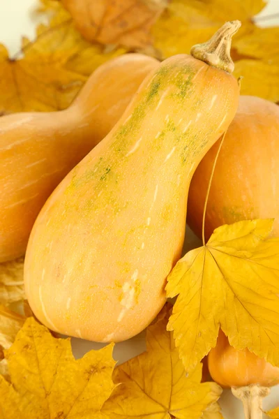 Calabazas maduras con hojas amarillas de otoño aisladas en blanco —  Fotos de Stock