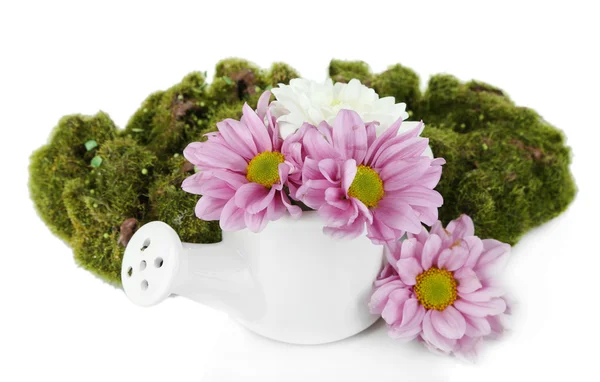 Belles fleurs blanches et violettes dans l'arrosoir isolé sur blanc — Photo