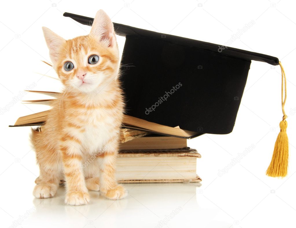 Cute little red kitten and books isolated on white