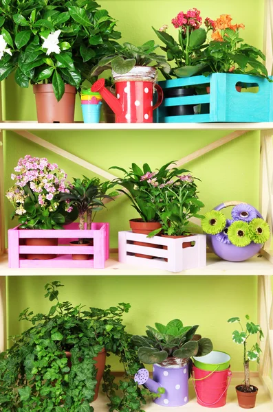 Hermosas flores en macetas en estantes de madera en la habitación —  Fotos de Stock