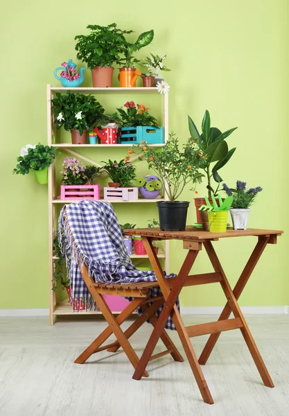 Många vackra blommor i krukor i rum — Stockfoto