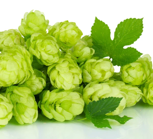 Houblon vert frais, isolé sur blanc — Photo