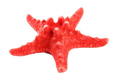 beyaz üzerinde izole denizyıldızı