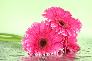 güzel pembe gerbera çiçekleri, yakın çekim