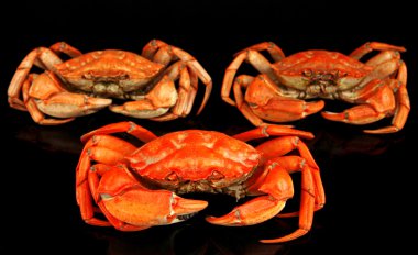 haşlama yengeç siyah izole