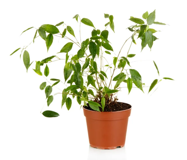 Ficus Benjamin in flowerpot, isolated on white — Stock Photo, Image