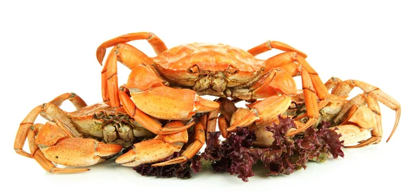 Boiled crabs isolated on white — Stock Photo, Image