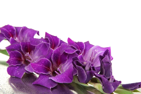 Vackra gladiolus blomma på nära håll — Stockfoto