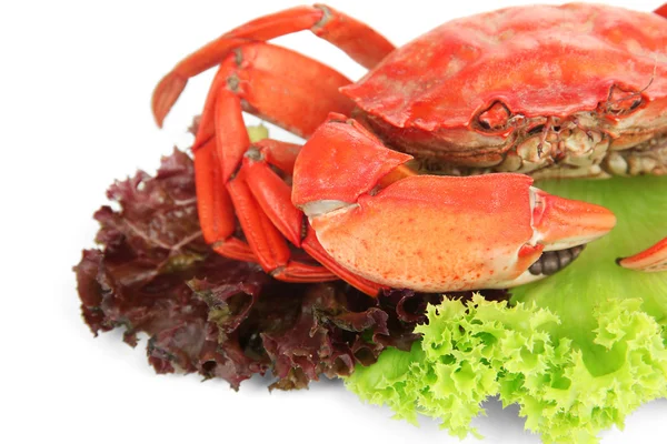 Gekookte krab geïsoleerd op wit — Stockfoto