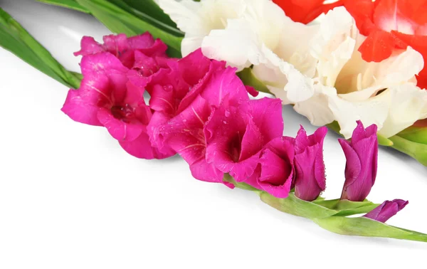 Beautiful gladiolus flower close up — Stock Photo, Image