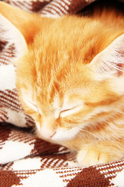 Ładny mały czerwony kociak śpi w kratki z bliska — Zdjęcie stockowe