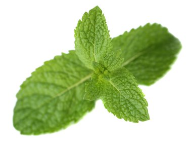 Beyazda izole edilmiş nane