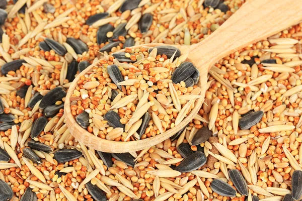 Food for parrots close-up — Stock Photo, Image