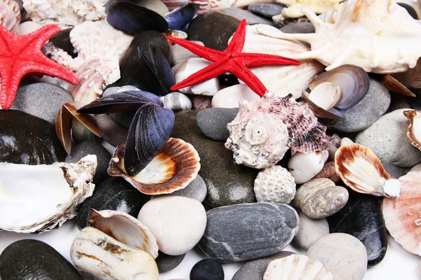 Blisko morza kamieni i muszli — Zdjęcie stockowe