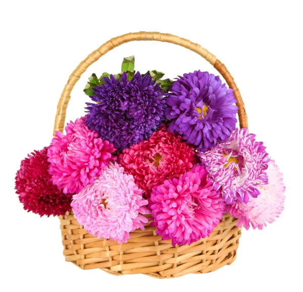 Bright aster flowers in basket, isolated on white — Stock Photo, Image