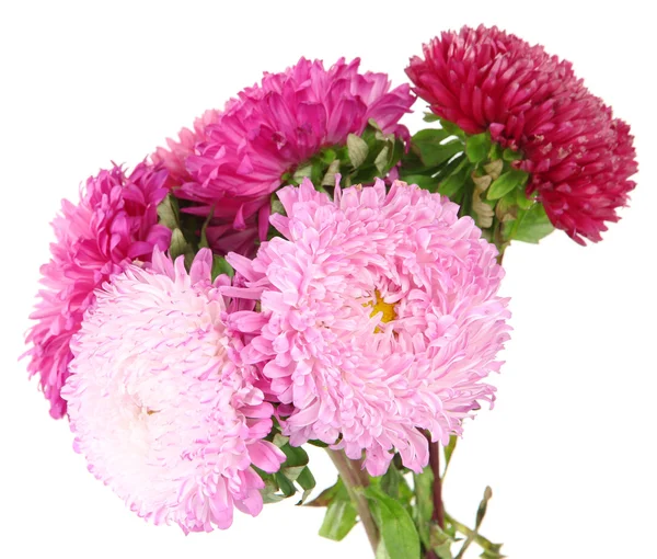 Heldere aster bloemen, geïsoleerd op wit — Stockfoto