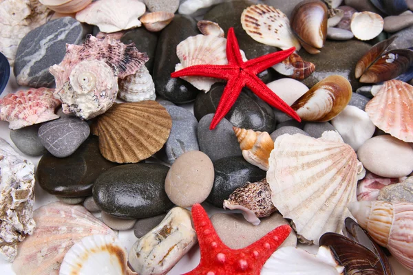 Primer plano de piedras y conchas marinas — Foto de Stock