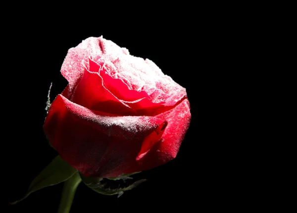 Red rose in ice, isolated on black — Stock Photo, Image