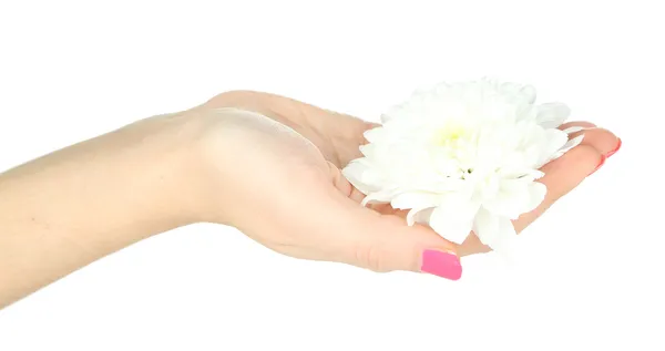 Hermosa flor blanca en la mano de las mujeres aisladas en blanco — Foto de Stock