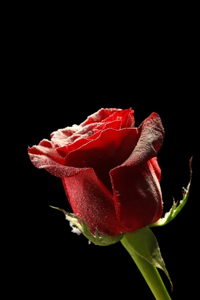 Red rose in ice, isolated on black Stock Image