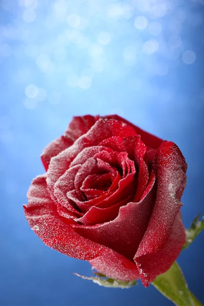 Rosa roja en la nieve sobre fondo azul — Foto de Stock