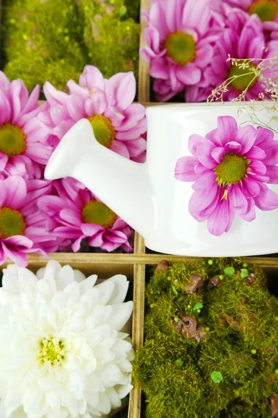 Белые и фиолетовые цветки с поливальными банками в деревянной коробке крупным планом — стоковое фото