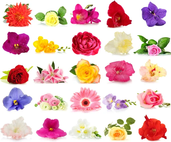 Belas flores isoladas em branco — Fotografia de Stock