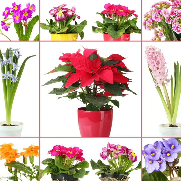 Collage van verschillende bloemen in bloempotten — Stockfoto