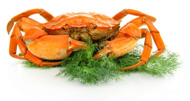 haşlama yengeç üzerinde beyaz izole