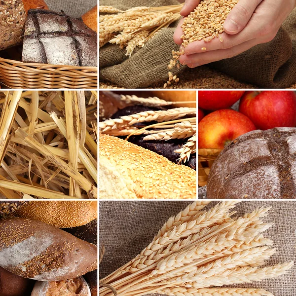 Bröd och skörda vete collage — Stockfoto