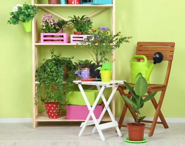 Muchas flores hermosas en macetas en la habitación —  Fotos de Stock