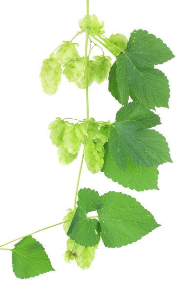 Lúpulo verde fresco, isolado sobre branco — Fotografia de Stock