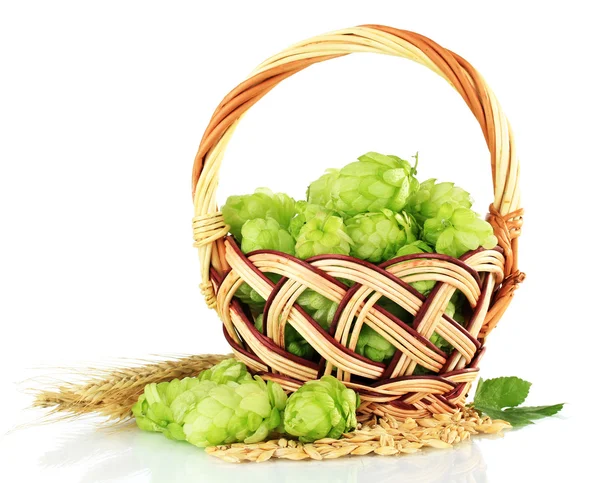 Fresh green hops in wicker basket and barley, isolated on white — Stock Photo, Image