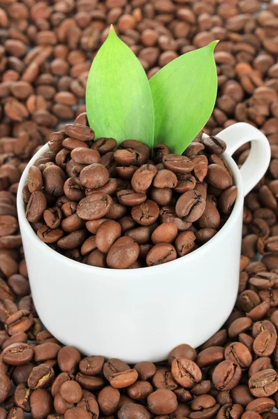 Kaffeebohnen in Tasse Nahaufnahme — Stockfoto