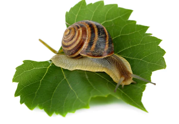 Caracol sobre hoja aislada sobre blanco — Foto de Stock