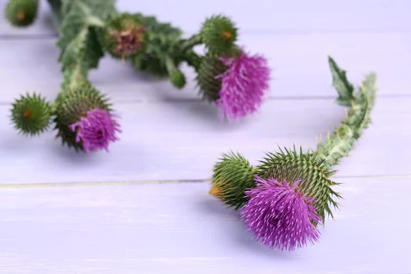 Thistle flowers on wooden background — Stock Photo, Image