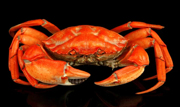 Boiled crab isolated on black — Stock Photo, Image