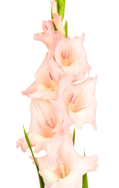 Beautiful gladiolus flower isolated on white — Stock Photo, Image