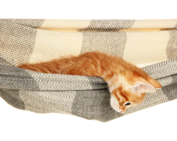 Eşarp üzerine beyaz izole de sevimli küçük kırmızı kedi — Stok fotoğraf