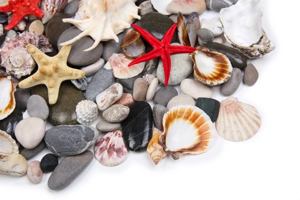 Close up of sea stones and shells — Stock Photo, Image