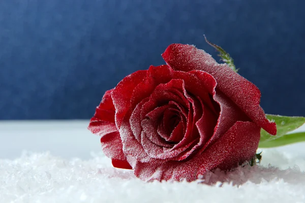 Czerwona róża w śniegu na niebieskim tle — Zdjęcie stockowe