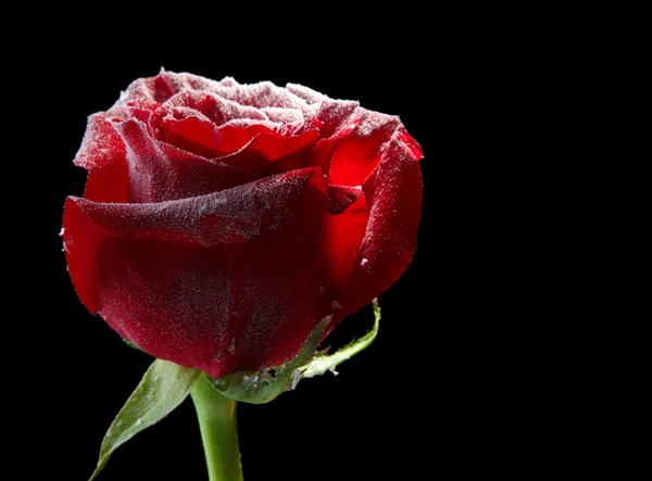 红玫瑰在冰中，孤立在黑色 — 图库照片