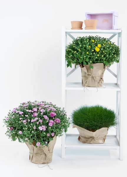 Chrysant struiken en gras in potten op rek geïsoleerd op wit — Stockfoto